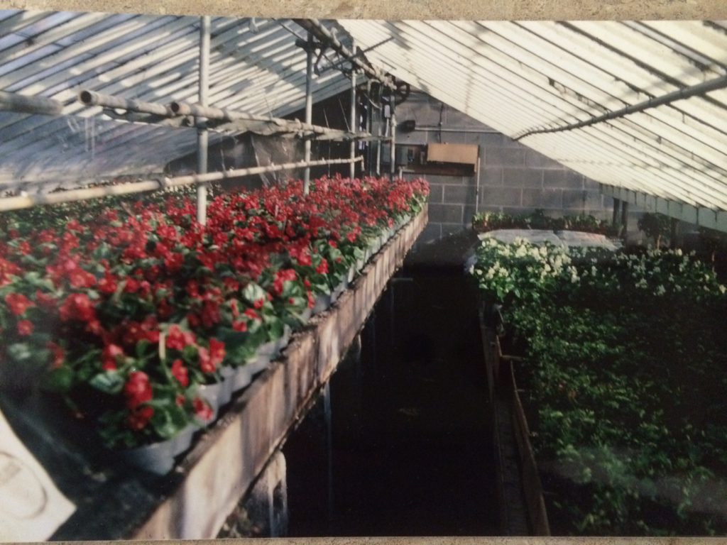 Early Willoway Nurseries greenhouse operations