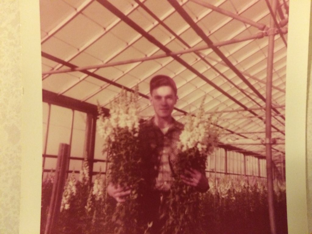 Early snapdragon crops at Willoway Nurseries